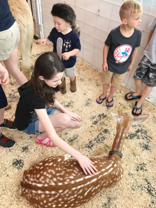 Great American Petting Farm scheduled for Piggly Wigglys News, Sports